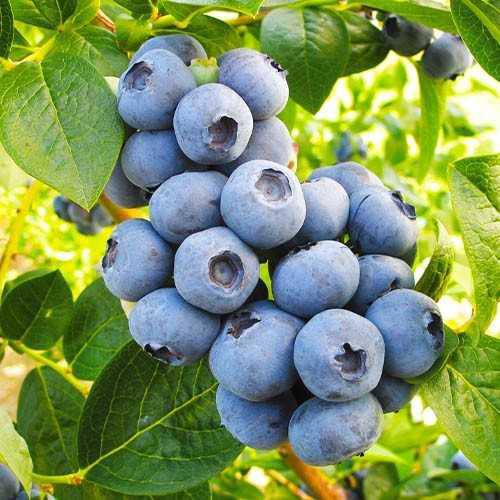 Лохина Торо, 1 рік