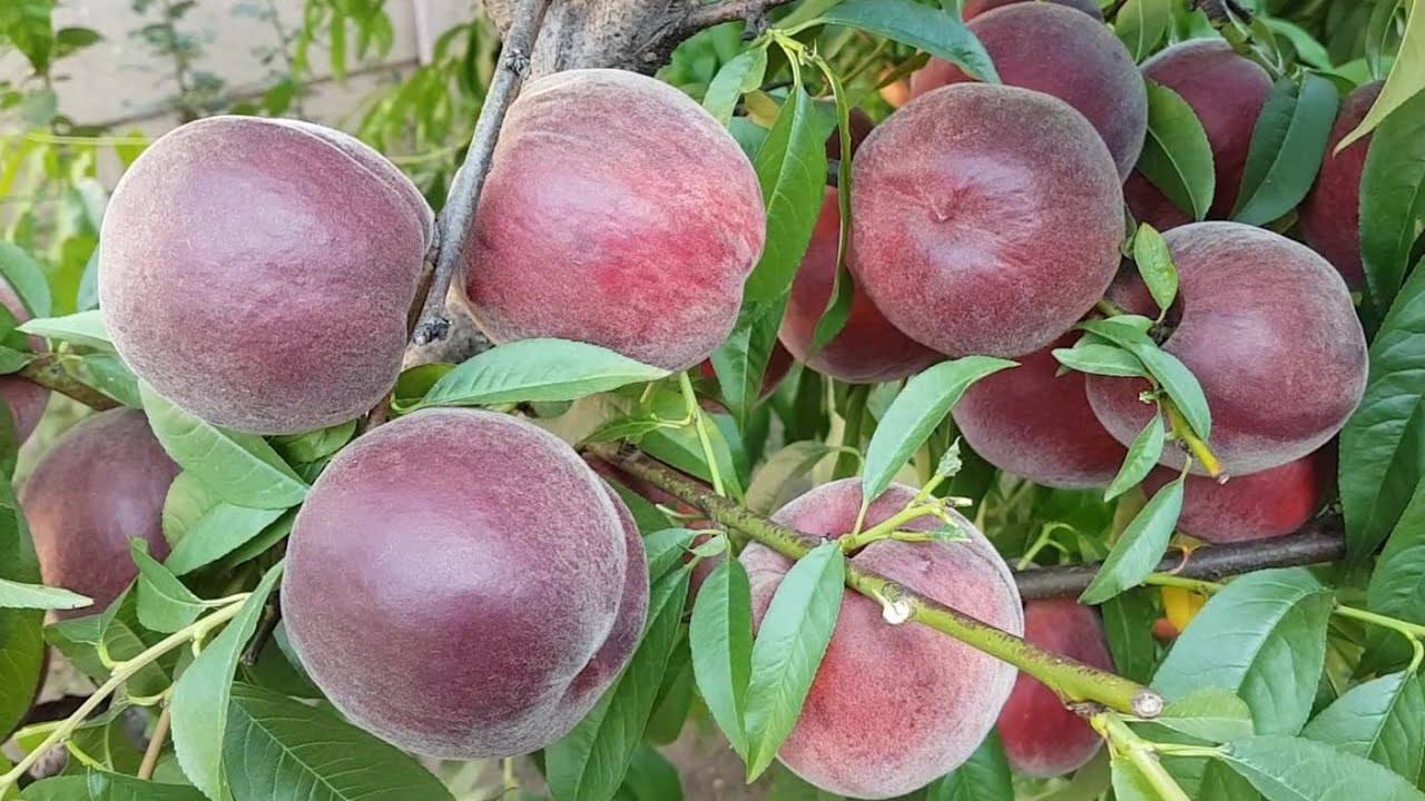 Персик Роял Маджестик