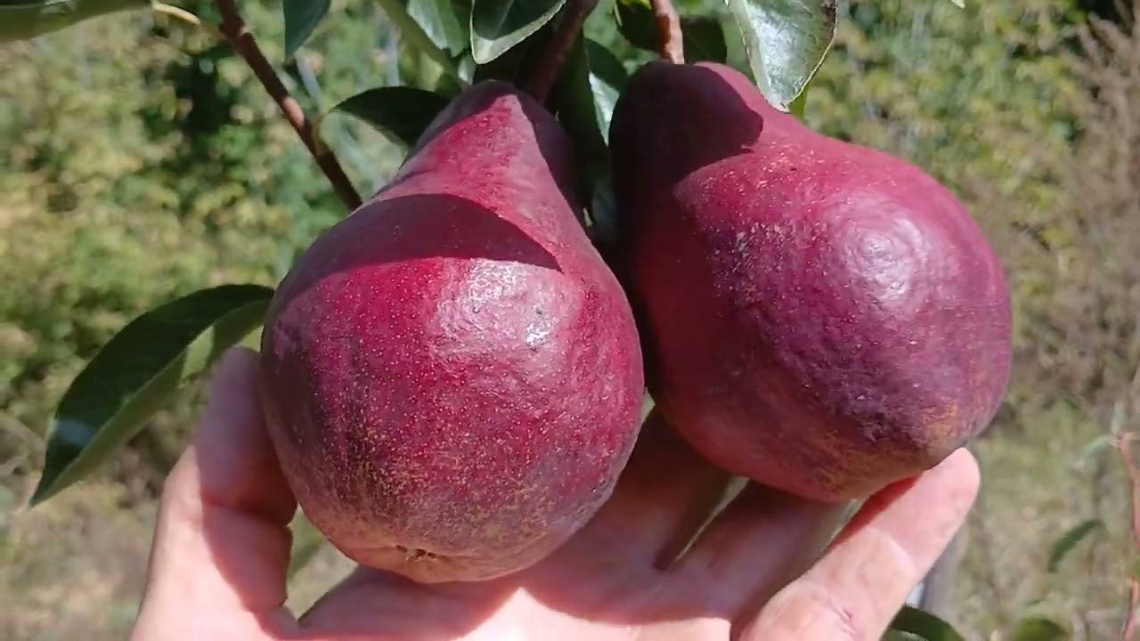 Груша Амбасадор червоном’яса