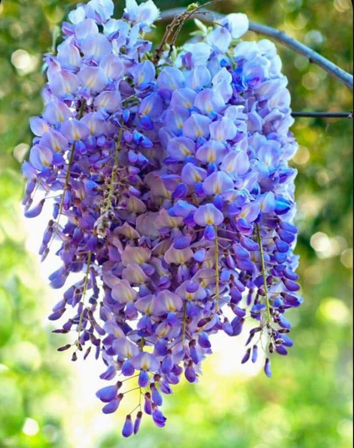 Гліцинія Флорібунда Мультиюга 3 роки