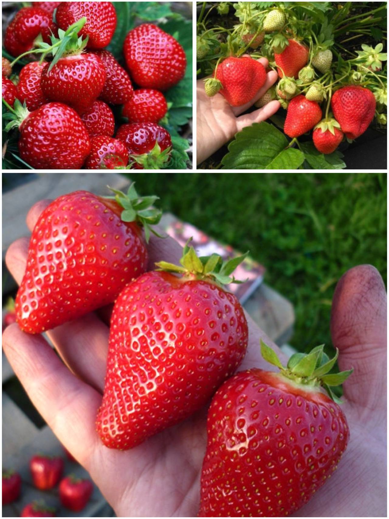 Набір Полуничне Тріо