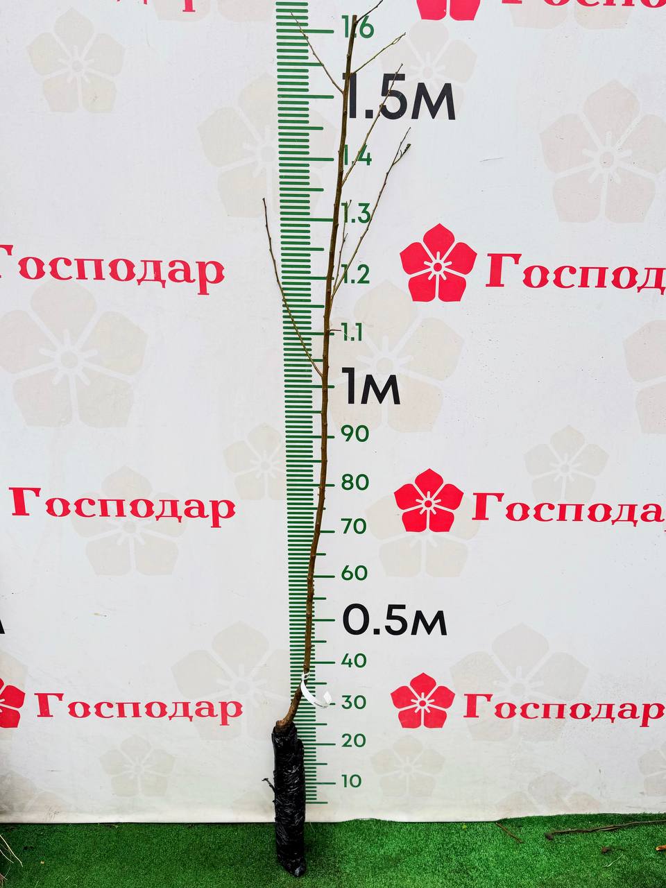 Слива Блю світ колоновидна - зображення 2