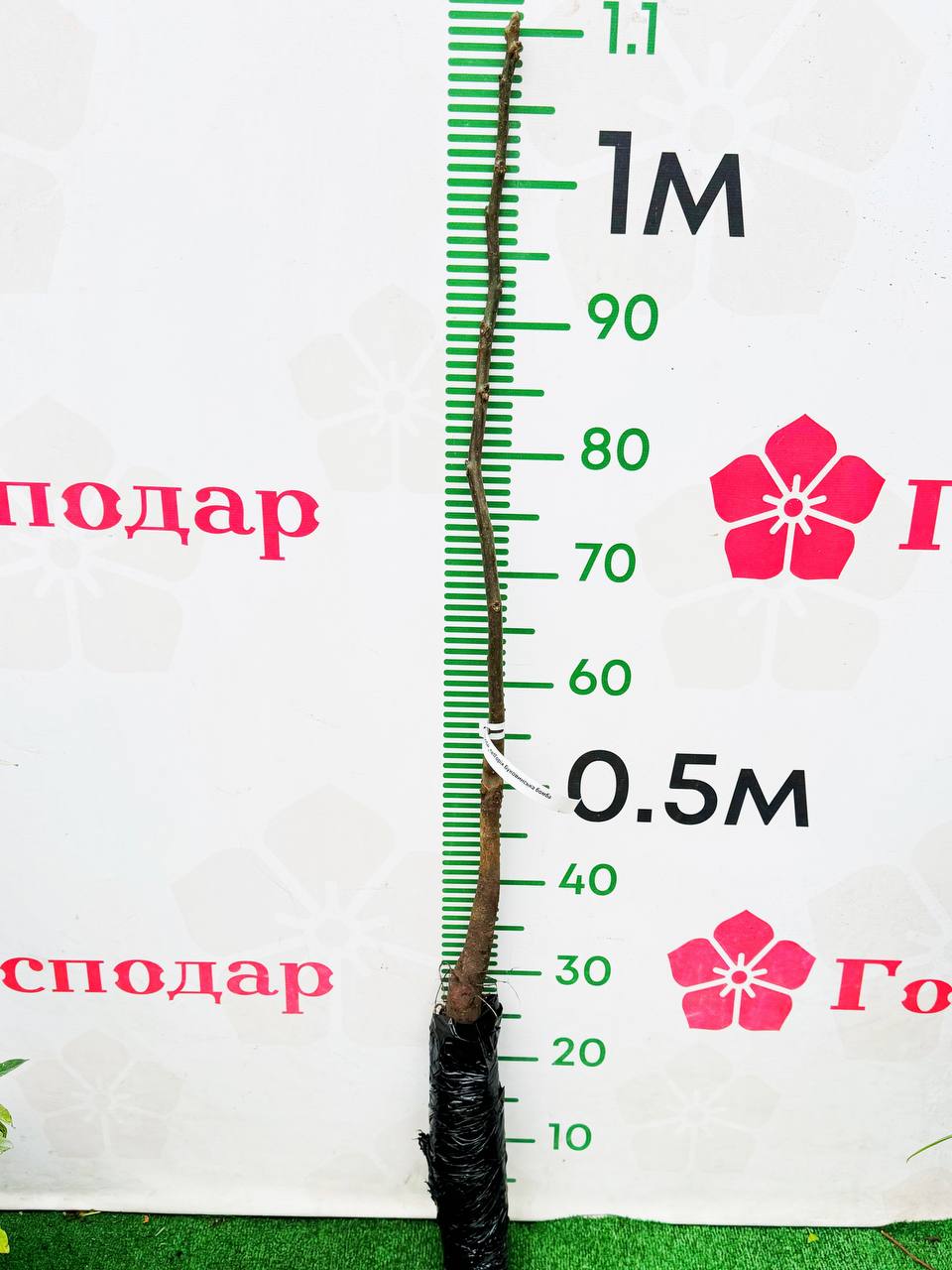 Грецький горіх Буковинська Бомба - зображення 2