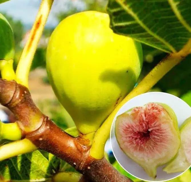 Інжир Вердал,2 роки