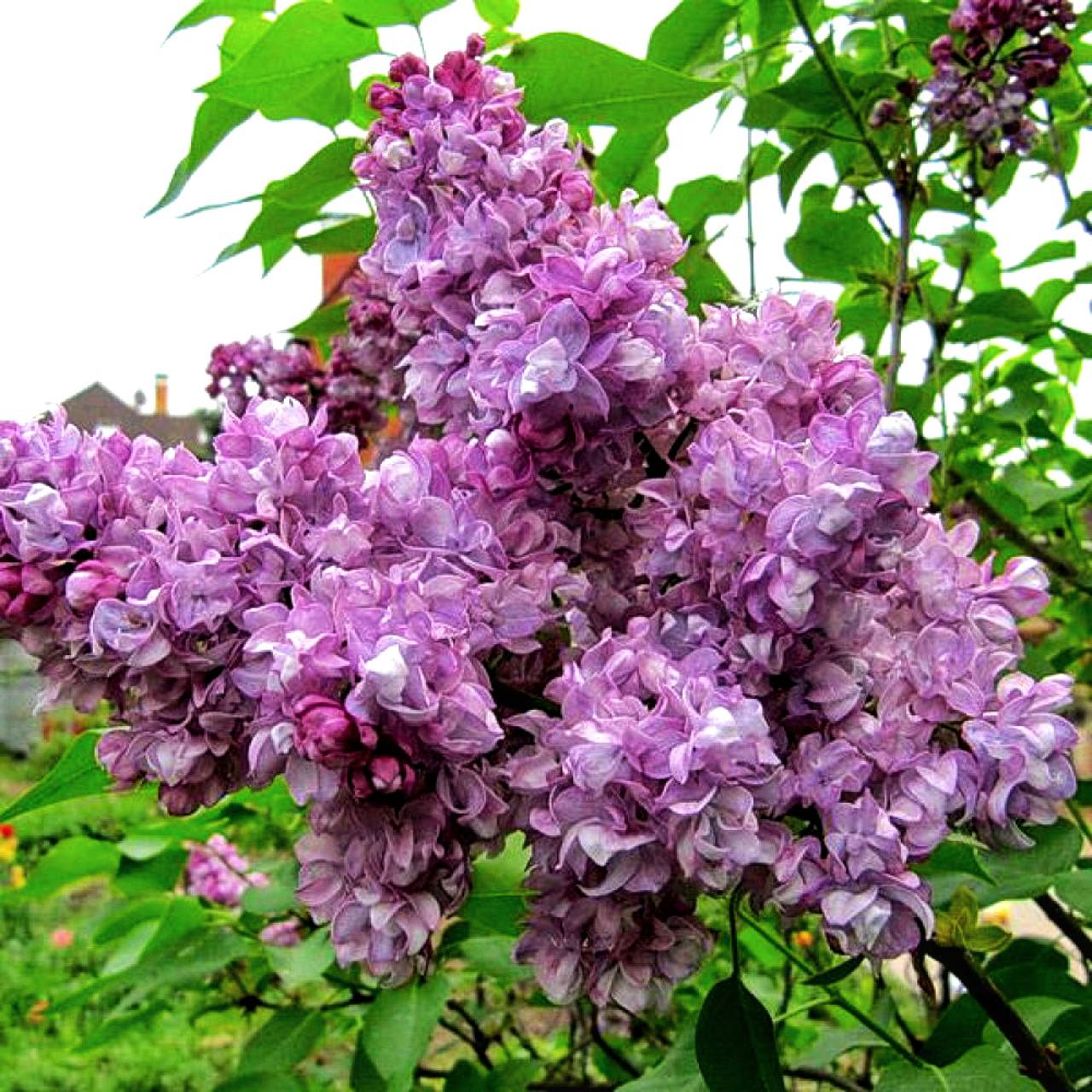 Бузок Катеріна Хавемейер