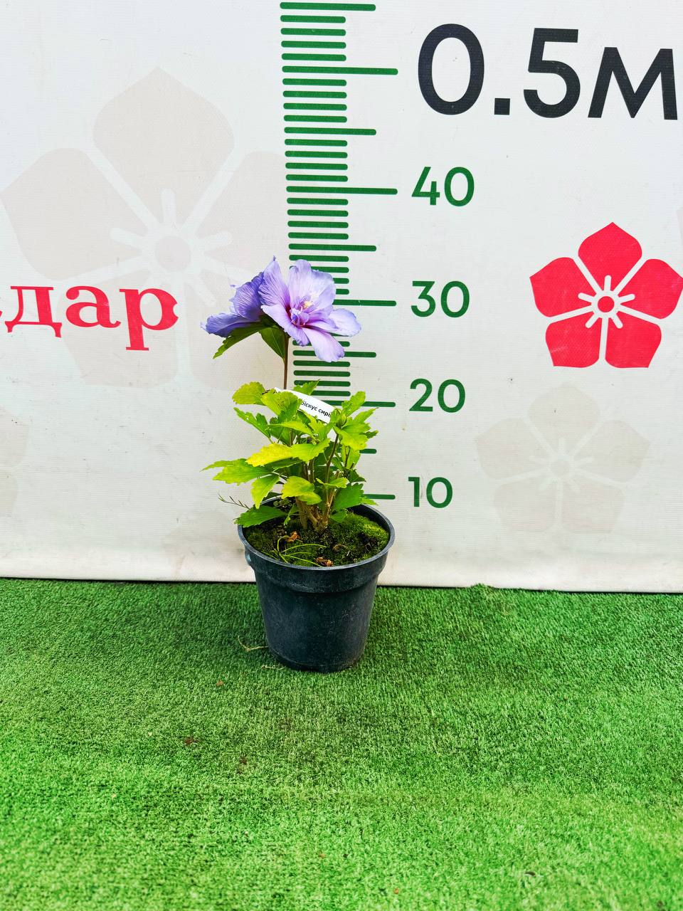 Гібіскус сирійський Блю Шифон махровий - зображення 2