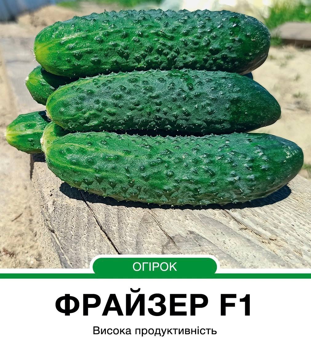 Огірок Фрайзер F1  корнішон партенокарпічний,10 насінин