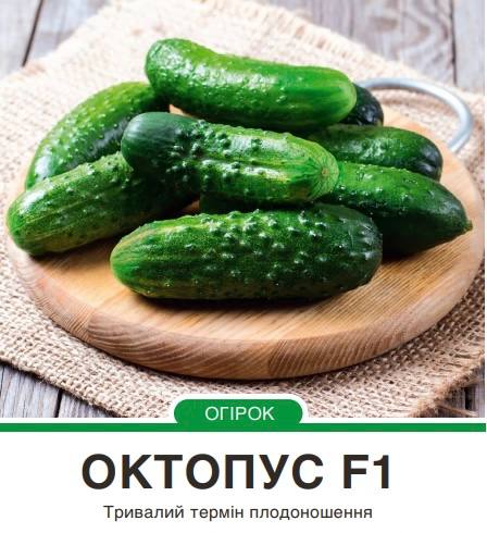 Огірок Октопус F1 корнішон комахозапильний,20 насінин