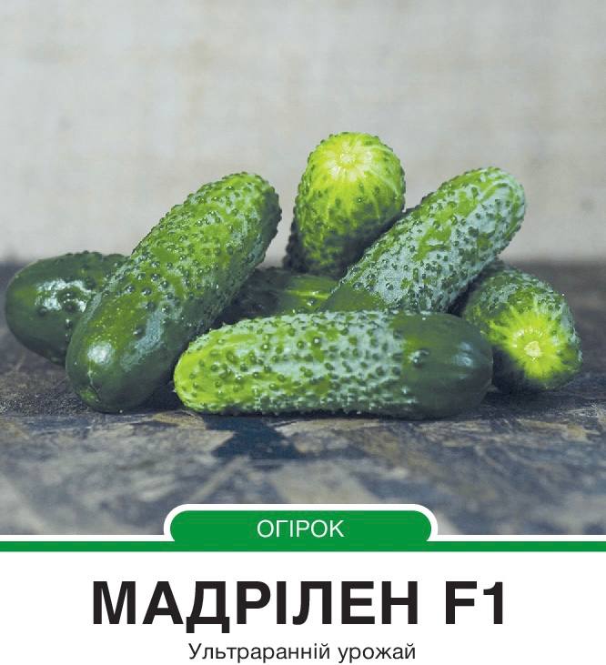 Огірок Мадрілен F1 корнішон партенокарпічний,10 насінин