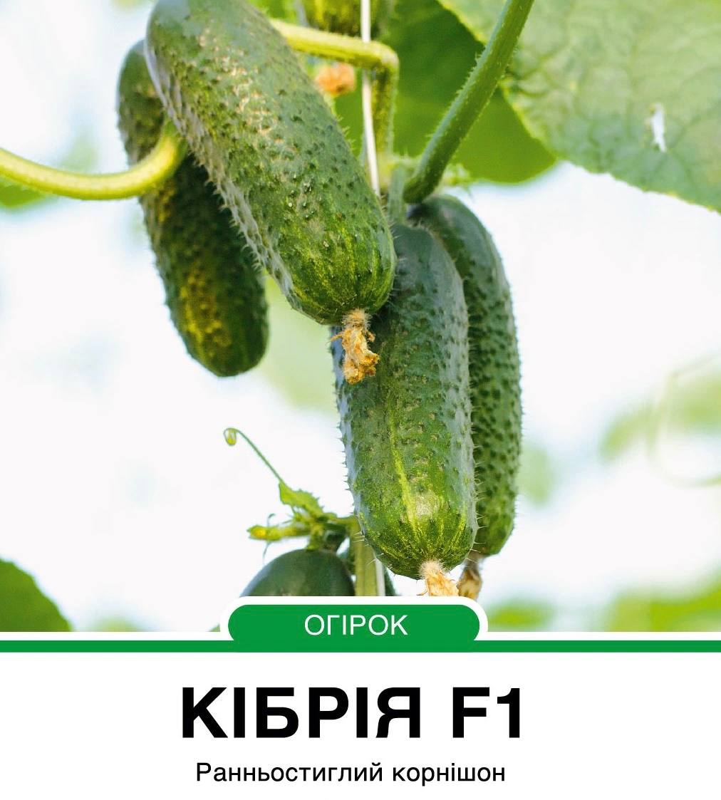 Огірок Кібрія F1 корнішон партенокарпічний,10 насінин