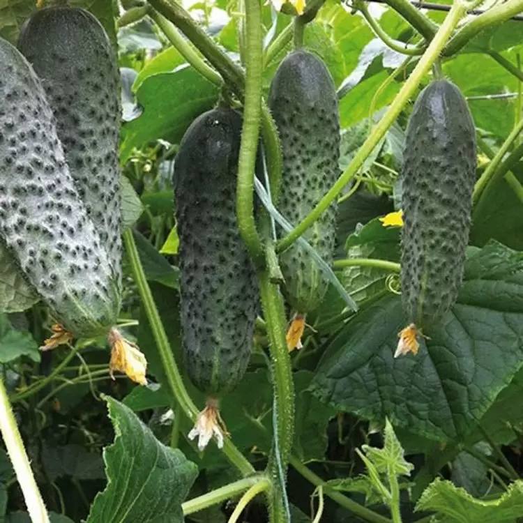 Огірок Бйорн F1 корнішон партенокарпічний,10 насінин