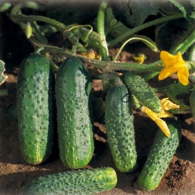 Огірок Аякс F1 корнішон комахозапильний,20 насінин