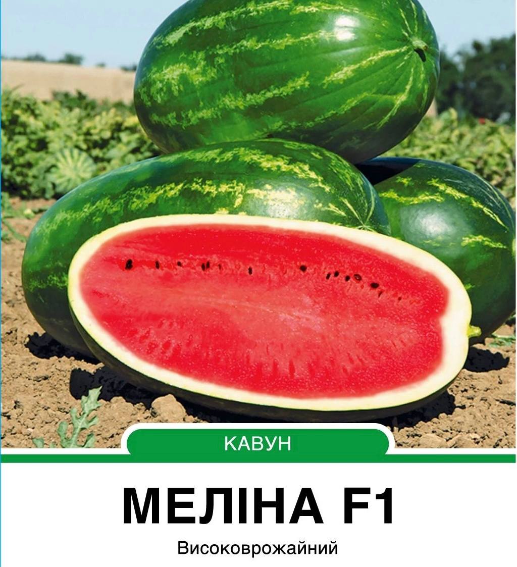 Кавун Меліна F1 тип Кримсон Світ,5 насінин