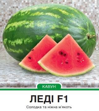 Кавун Леді F1 овальний,5 насінин