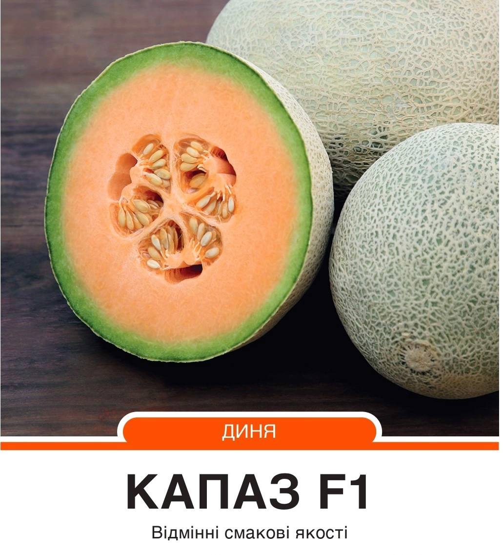 Диня Капаз F1 тип Фулл Неттєд Канталуп рання,5 насінин