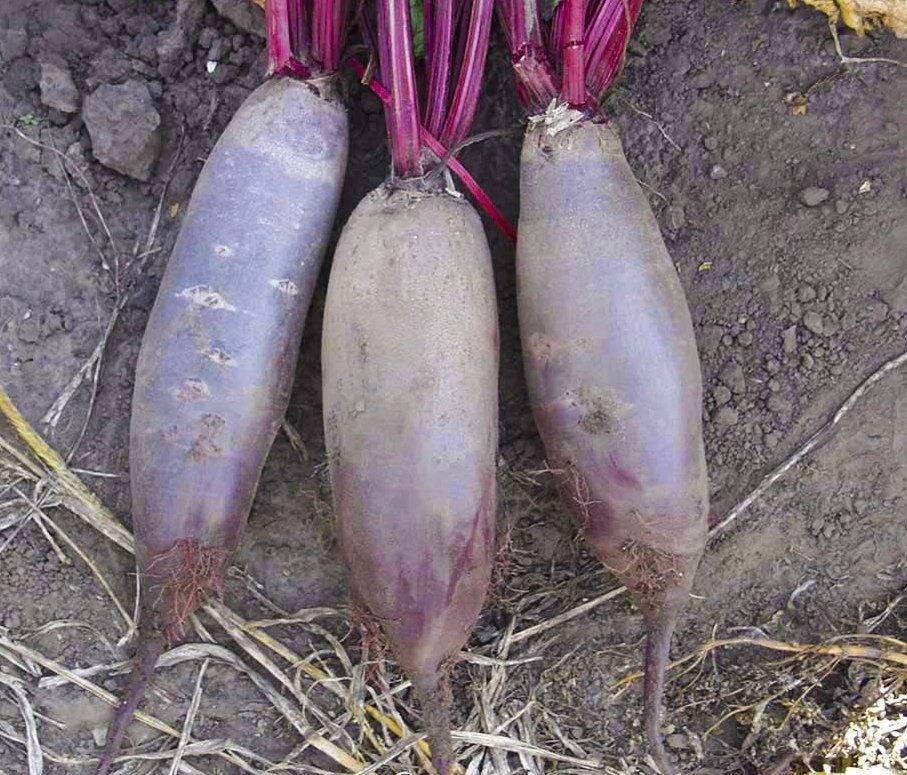 Буряк Таунус F1 столовий циліндричний,200 насінин