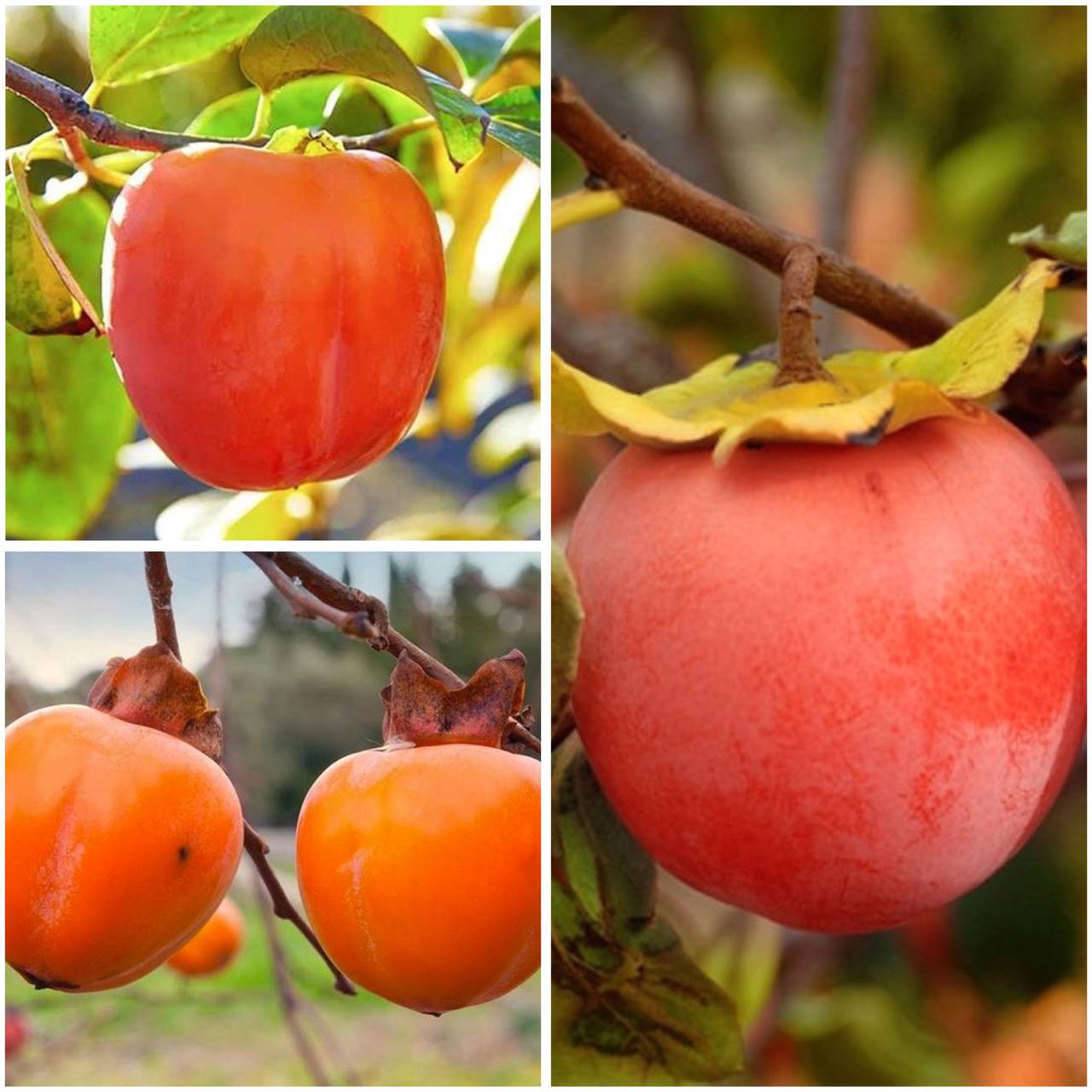 Набір 2-х річних саджанців хурми