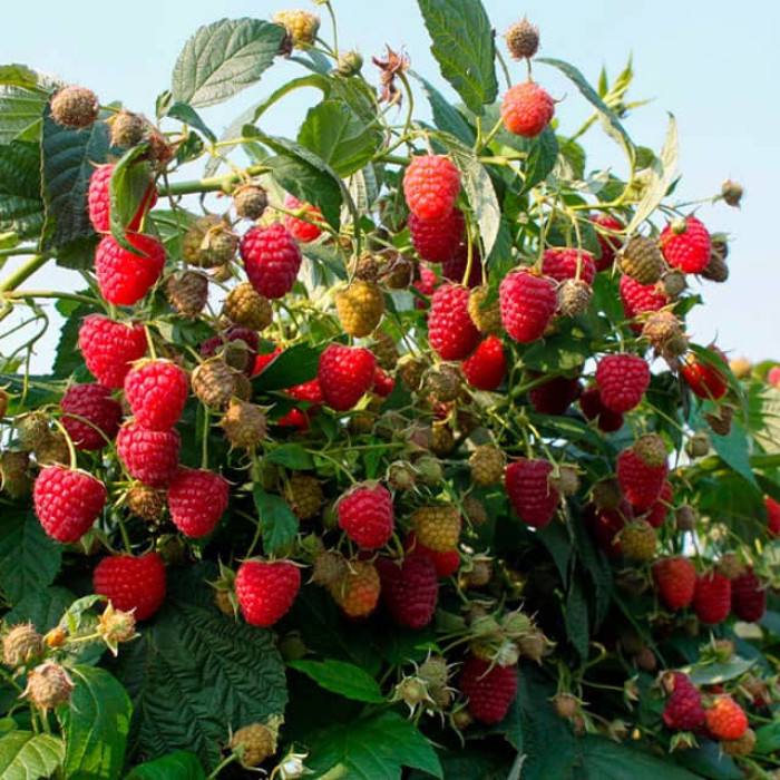 Малинове дерево Атлант ремонтантне