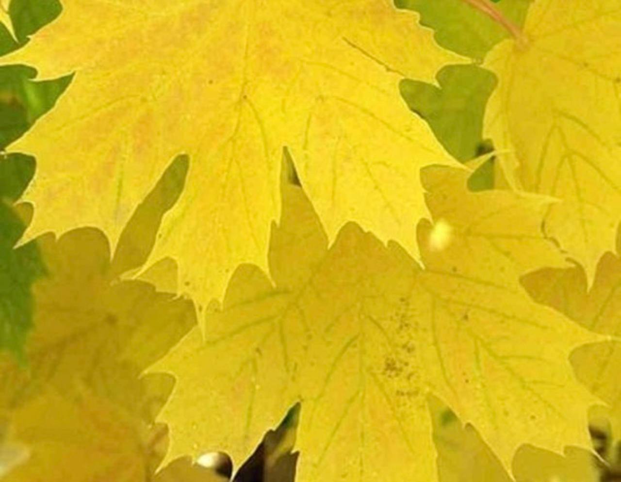 Клен жовтий штамбовий