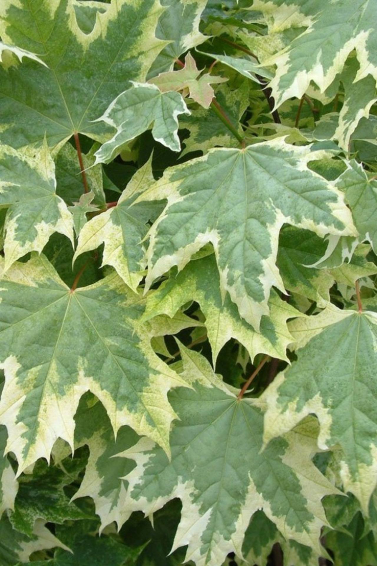 Клен Друмонді штамбовий