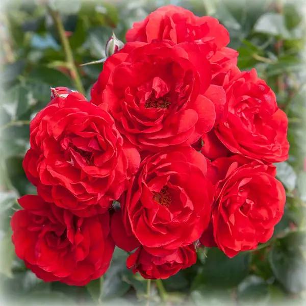 Троянда Скарлет штамбова червона