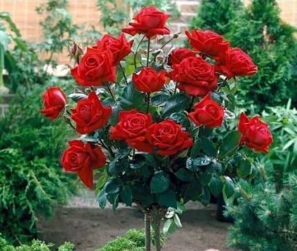 Троянда Ель Торо штамбова червона