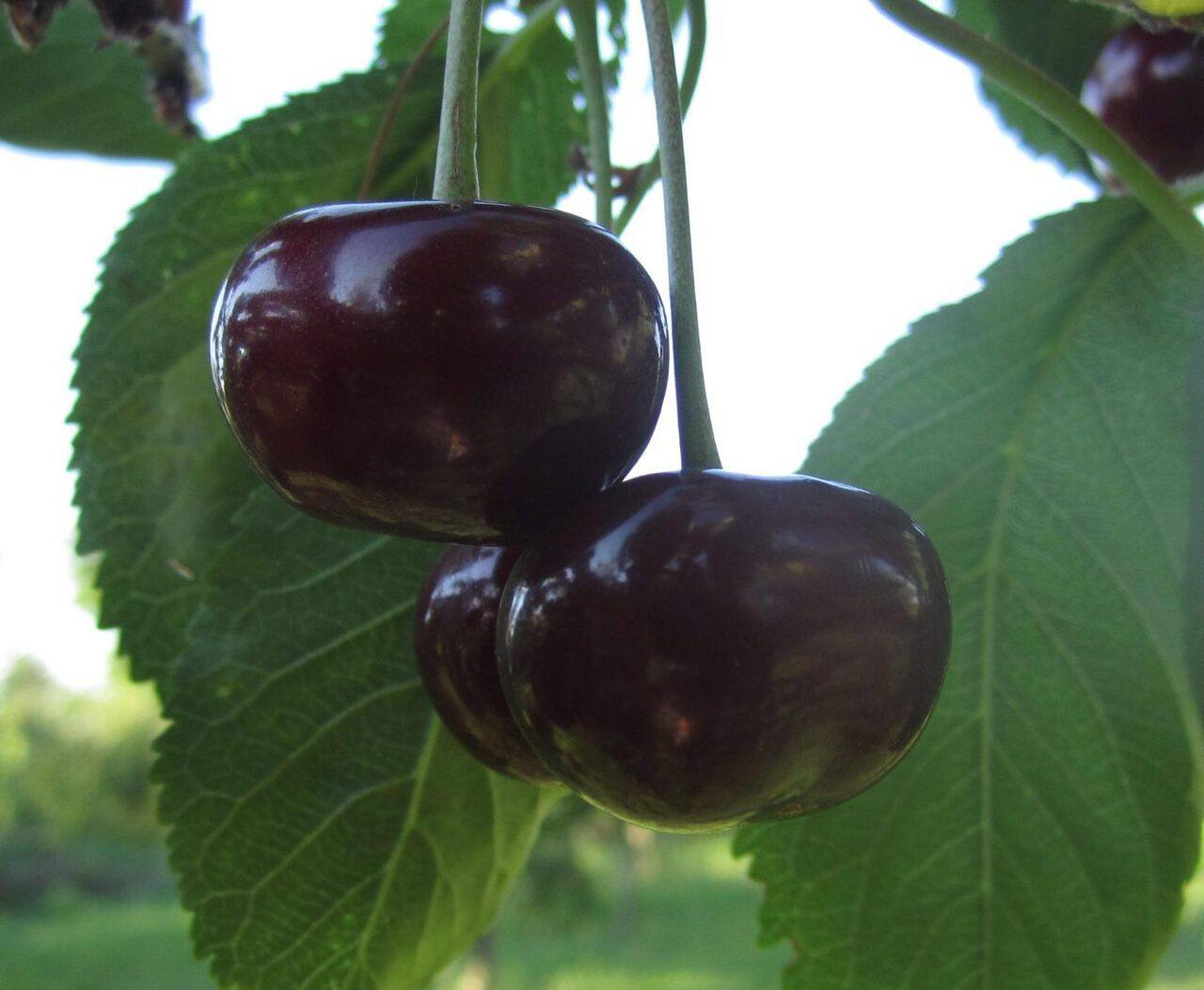 Вишня Ерді великоплідна