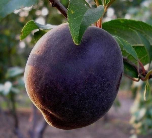 Персик Чорний Принц