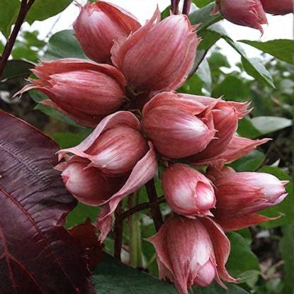 Ліщина Ред Маджестик штамбова