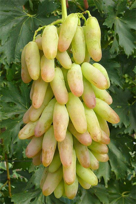 Виноград Голд Фінгер 1 рік