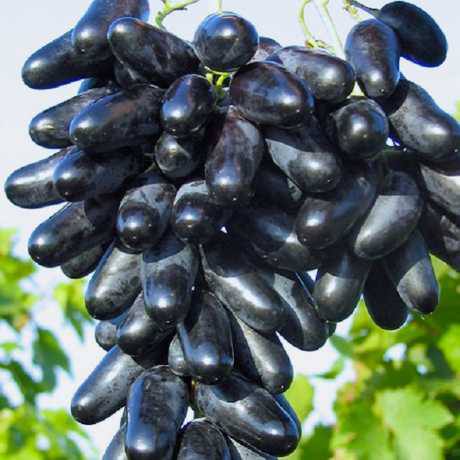 Виноград Дніпровський сувенір 1 рік