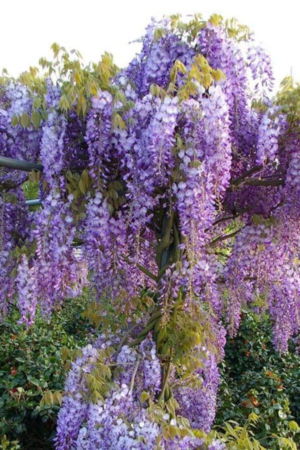 Гліцинія Сіненсіс 4 роки