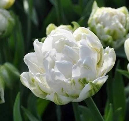 Тюльпан Галілео 12+