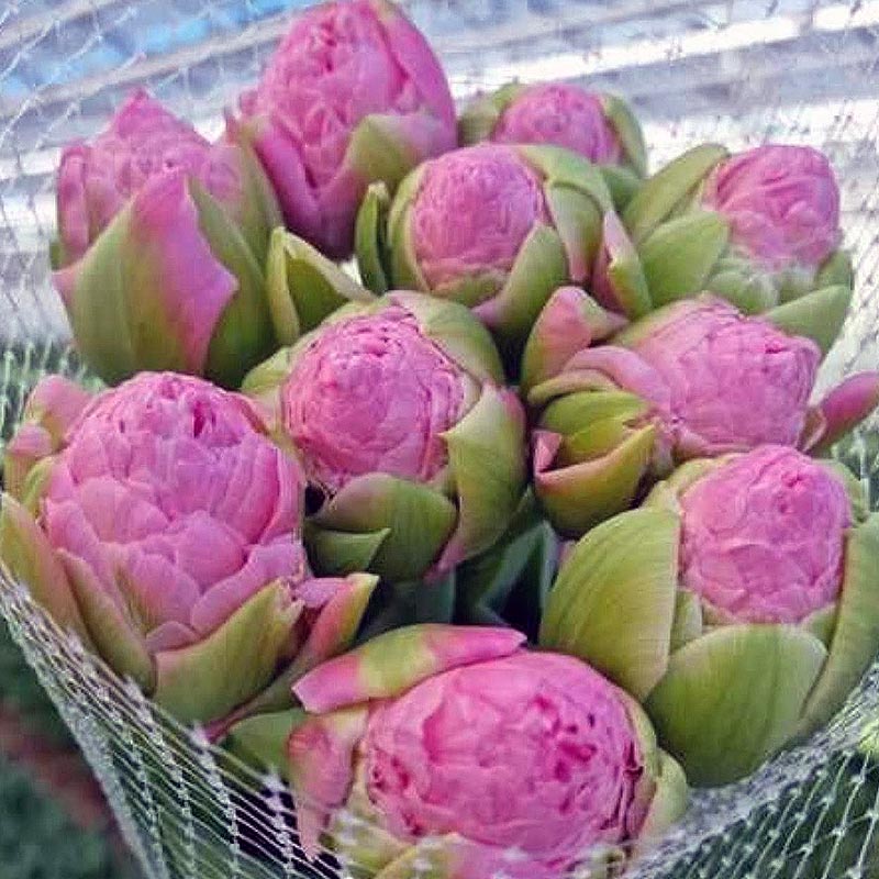 Махрові (піоновидні) тюльпани