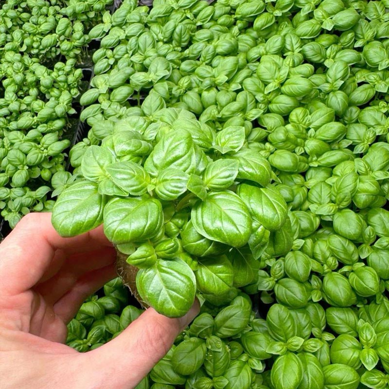 Насіння бализіку