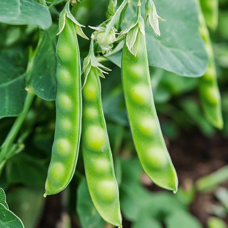 Насіння квасолі