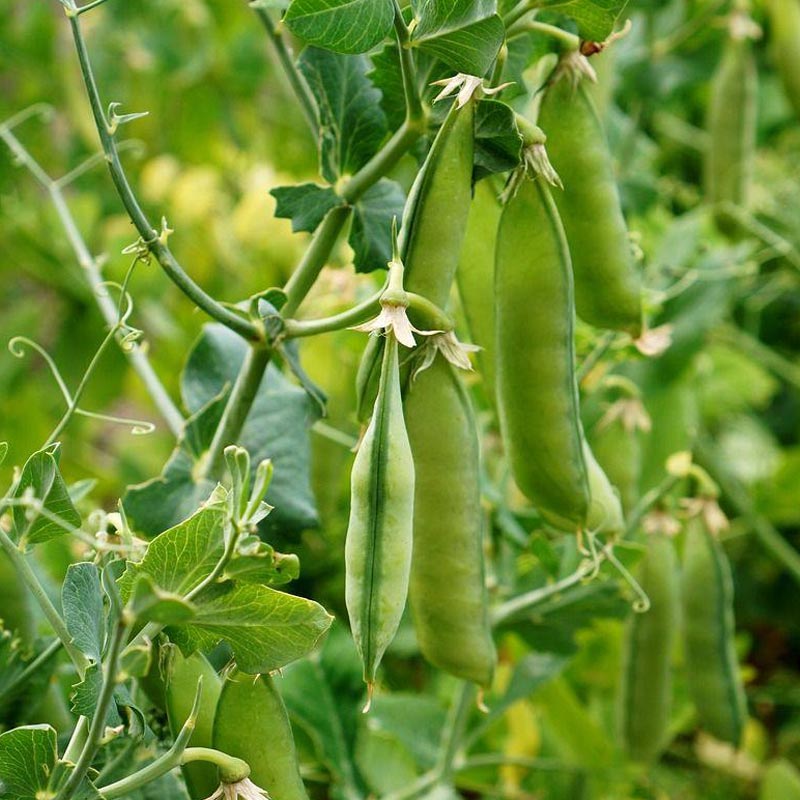 Насіння гороха