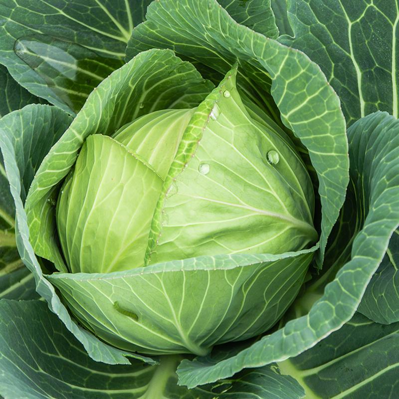 Насіння капусти білоголової