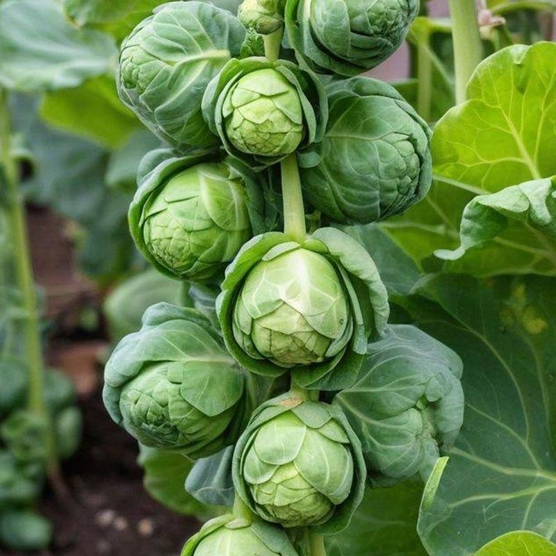 Насіння брюссельської капусти