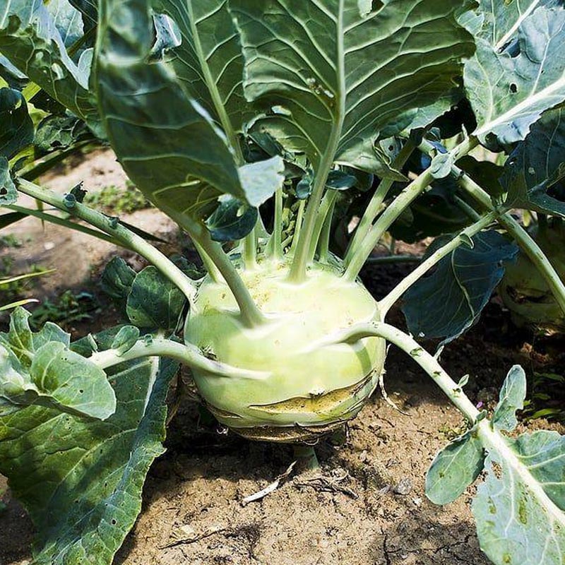 Насіння капусти кольрабі