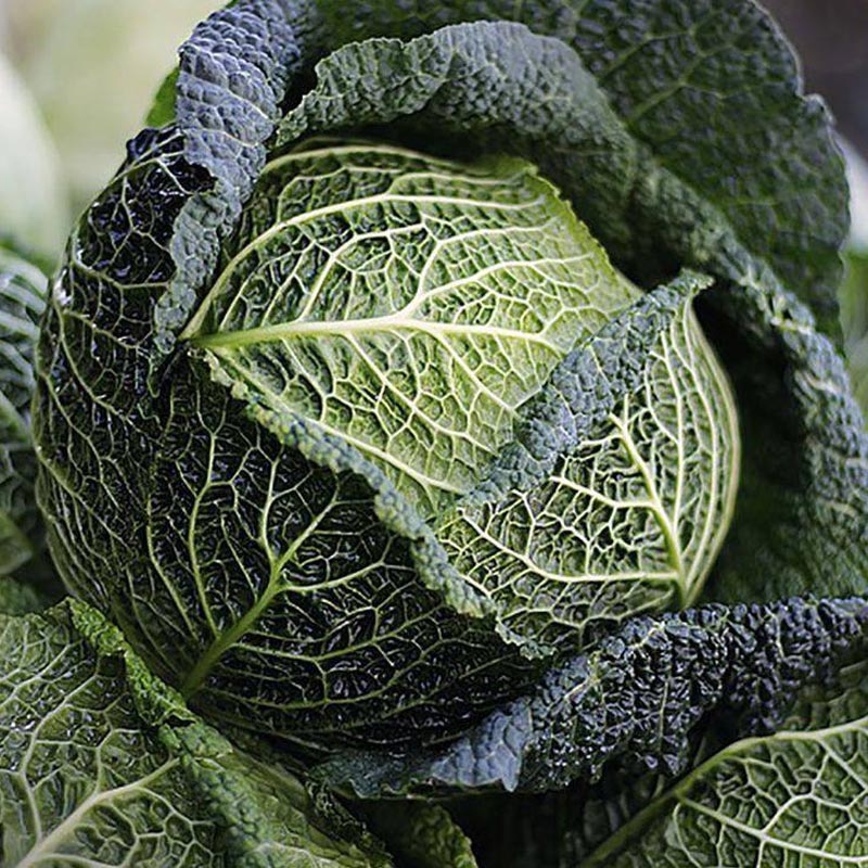 Насіння савойської капусти