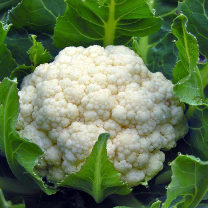 Насіння цвітної капусти