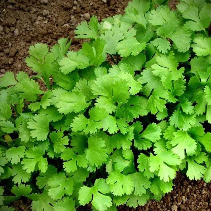 Насіння коріандру