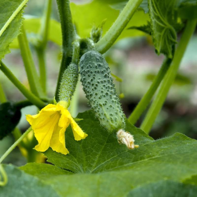 Насіння комахозапильних огірків