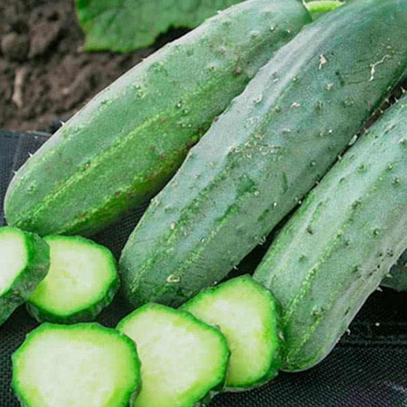 Насіння самозапильних огірків