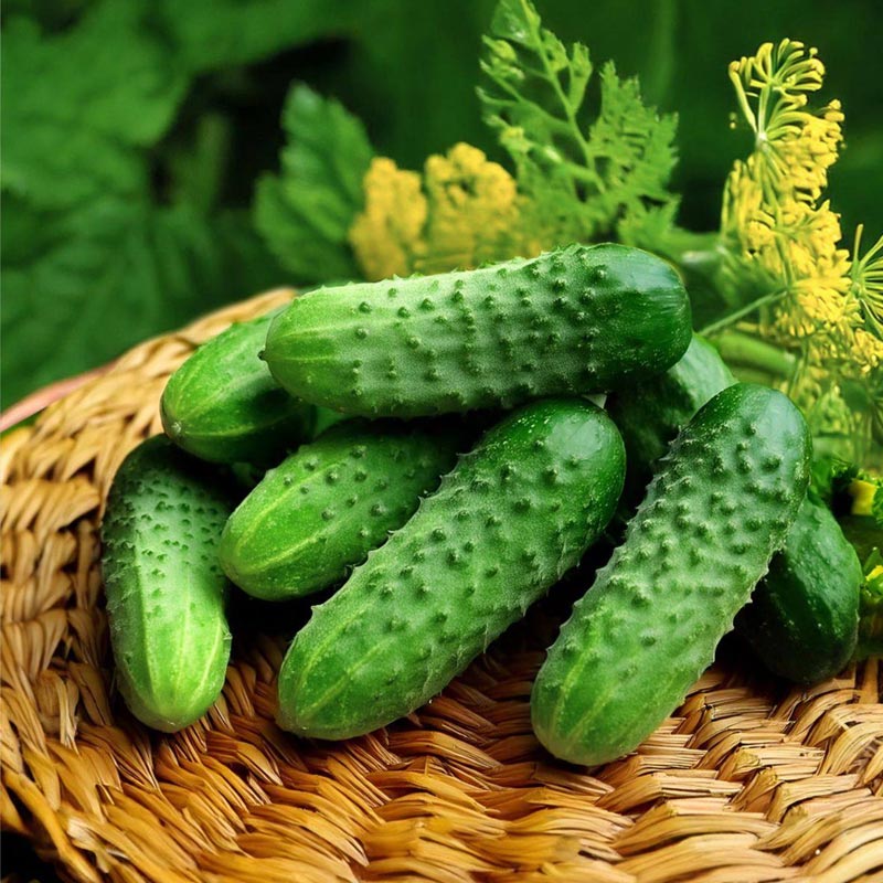 Насіння огірків