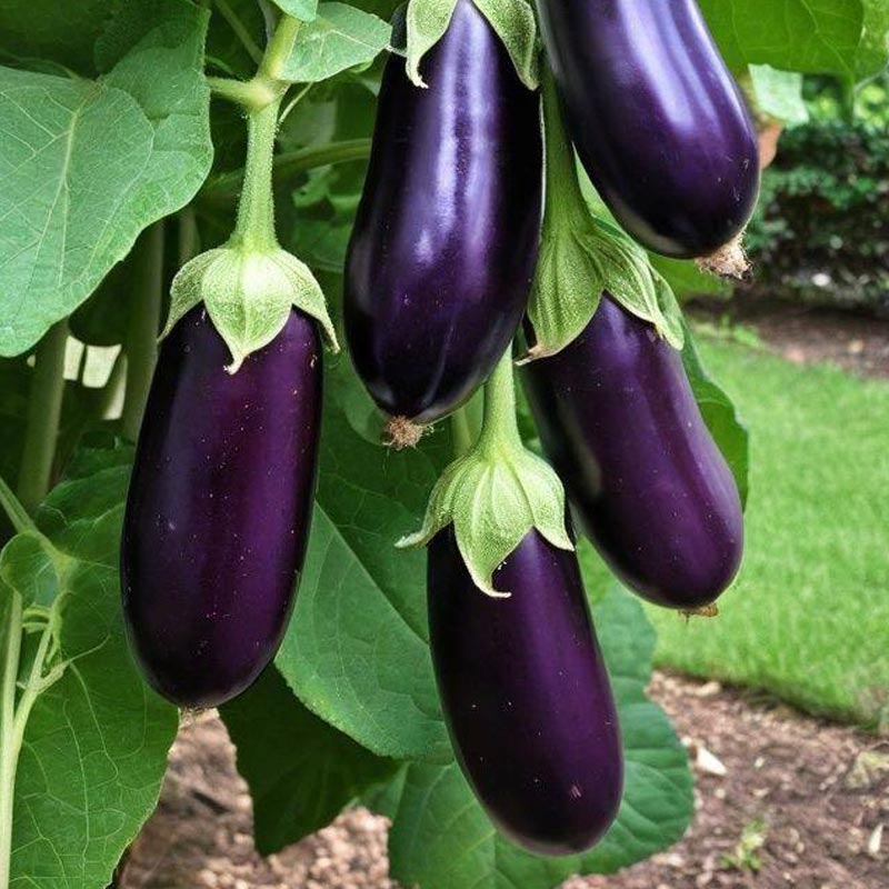 Насіння баклажана