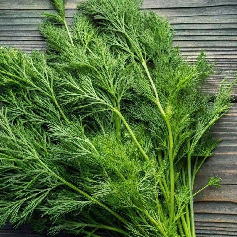 Насіння кропу