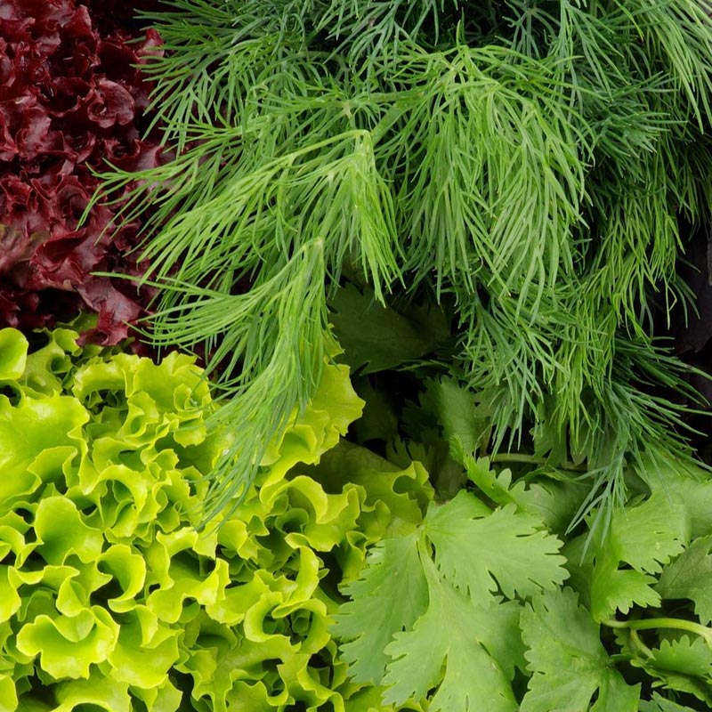 Насіння зелені