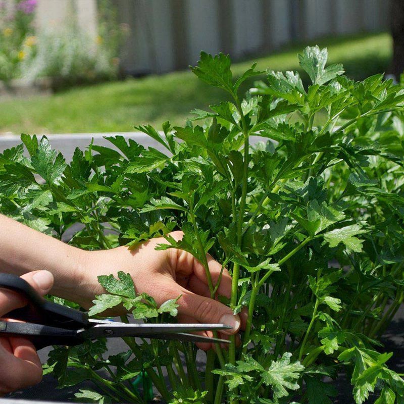 Насіння петрушки
